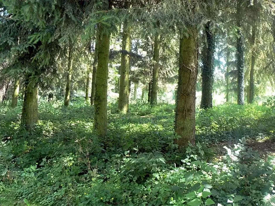 Chambre d'hôtes du Moulin de Landonvillers - Photo 3