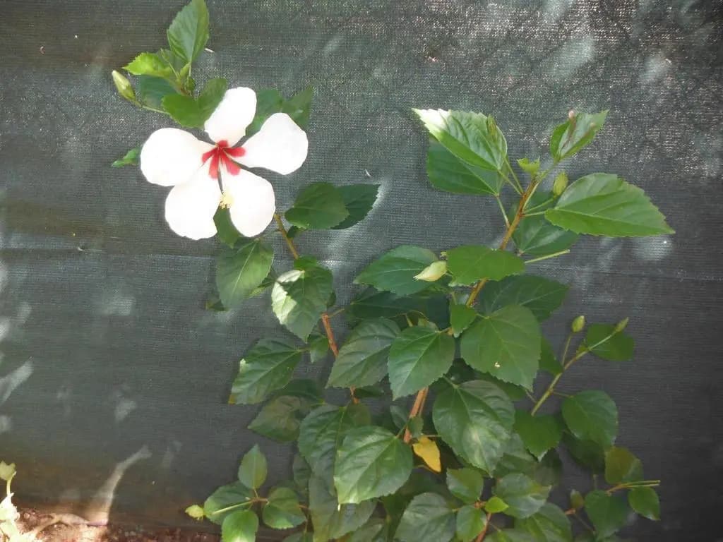 Studio Hibiscus Le Kayela - Photo 2