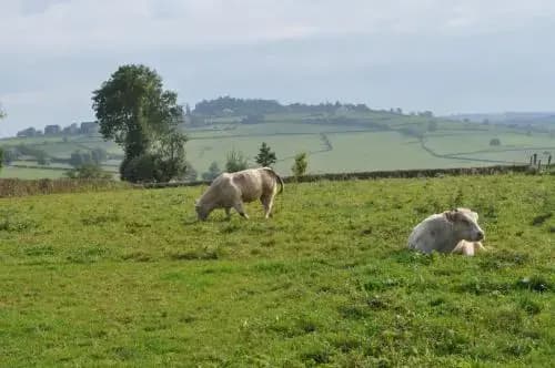 Escale en Charolais Brionnais - Photo 2