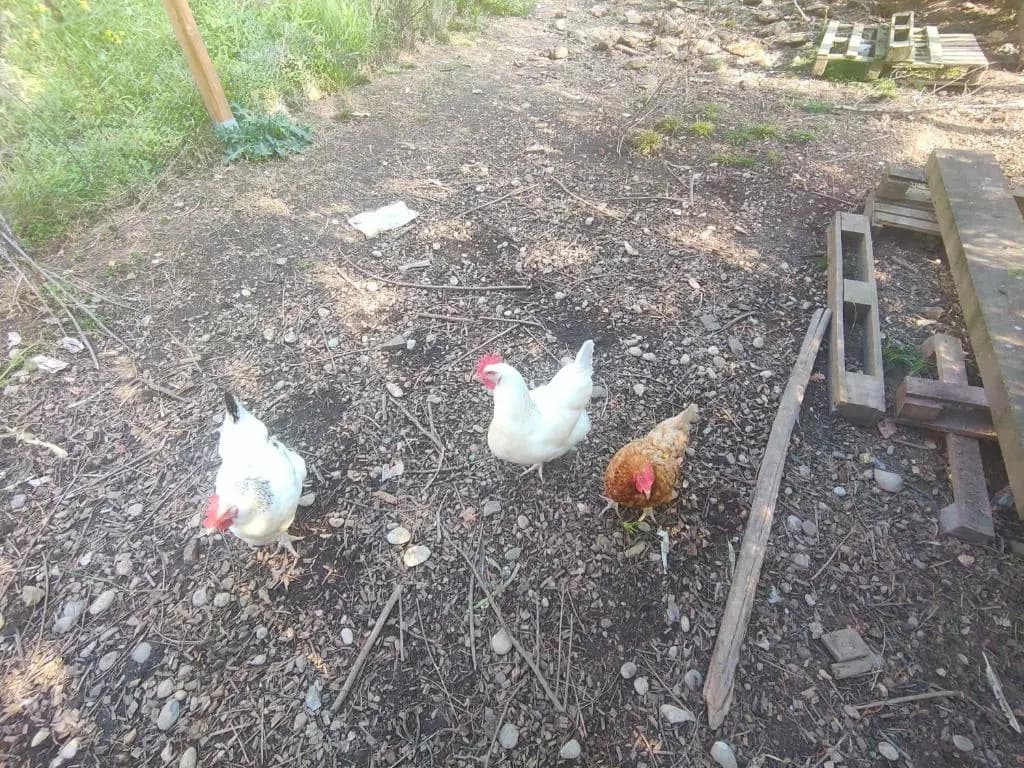 Un brin de paille - Photo 4