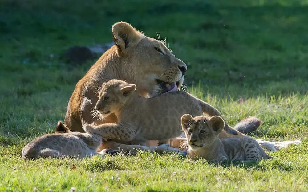 Le royaume des Lions - Photo 3