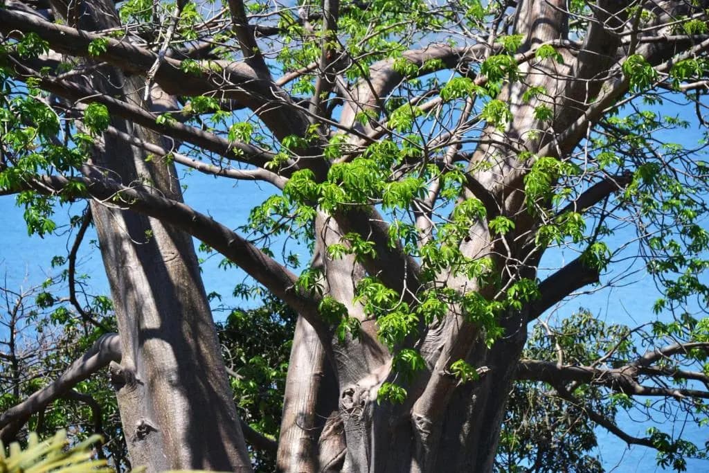 Les Baobabs - Photo 3