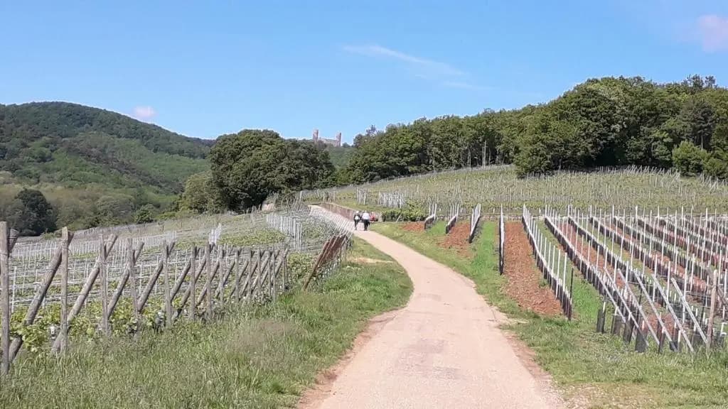 Au coeur des vignes - Photo 3