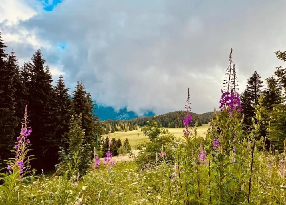 Family Escape in the Alps - Miniature 7