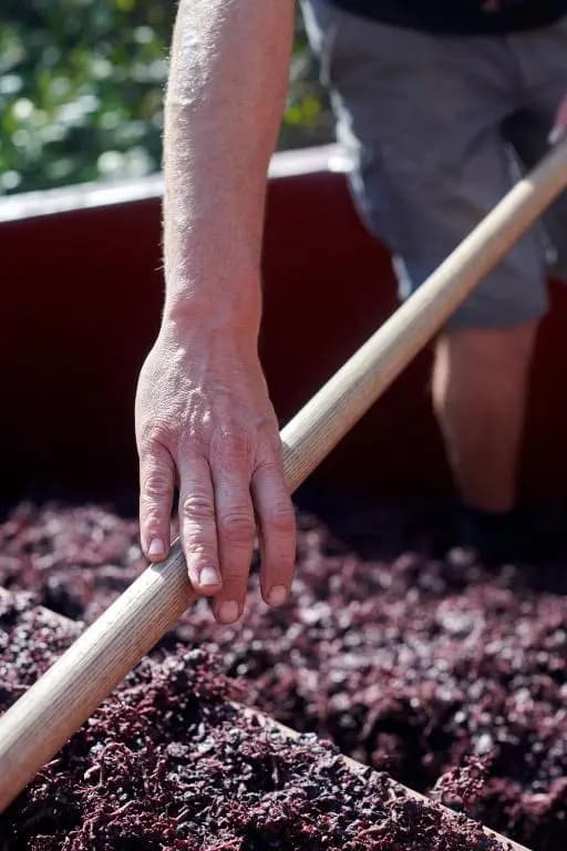 Les Glycines - Domaine Gilles Coperet - Photo 3