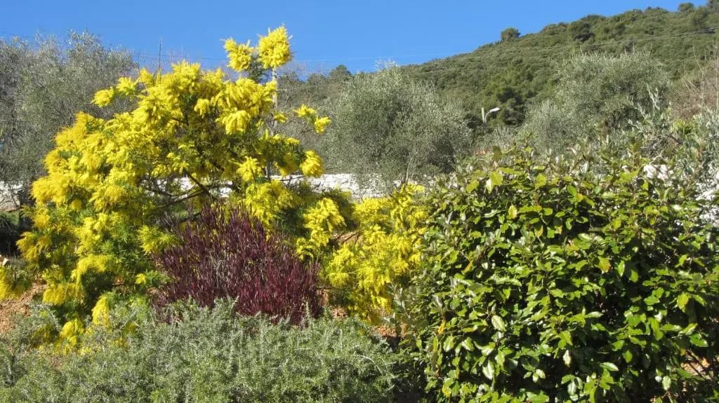 villa des oliviers - Photo 1
