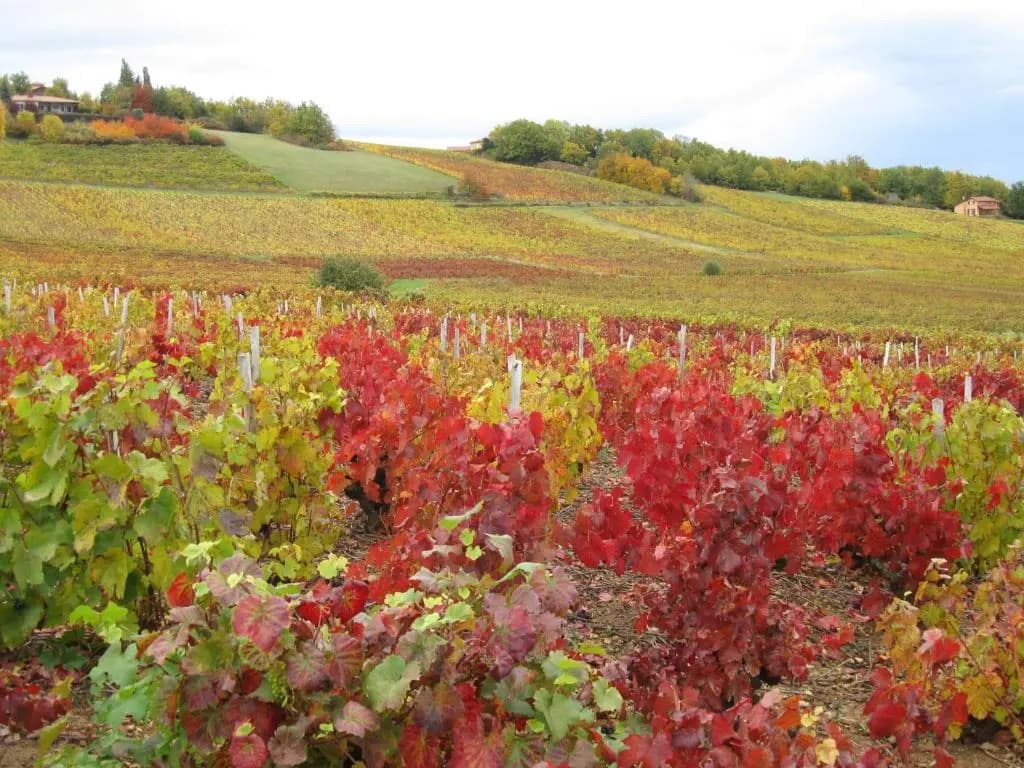 Domaine des Aloets - Photo 2
