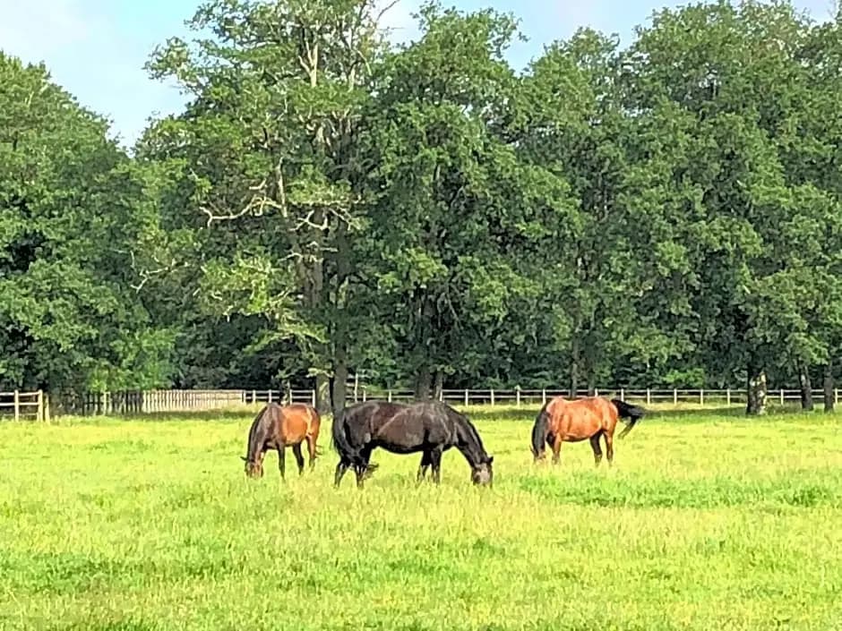 Haras du Vignault - Miniature 6