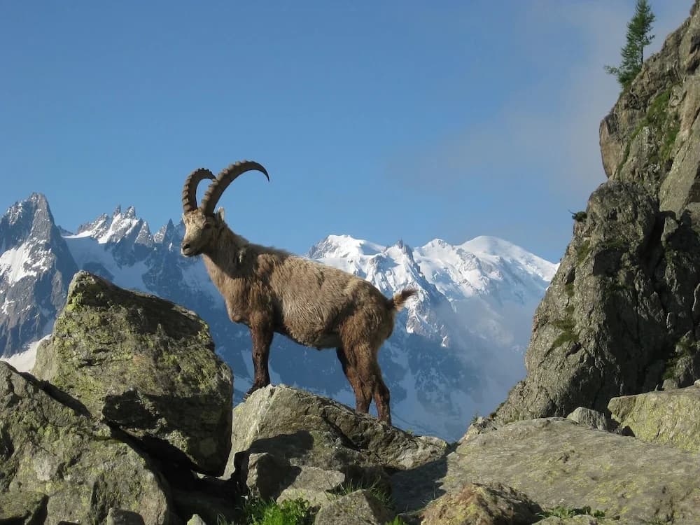 Chez Charles | Vallorcine Viachamonix - Miniature 7