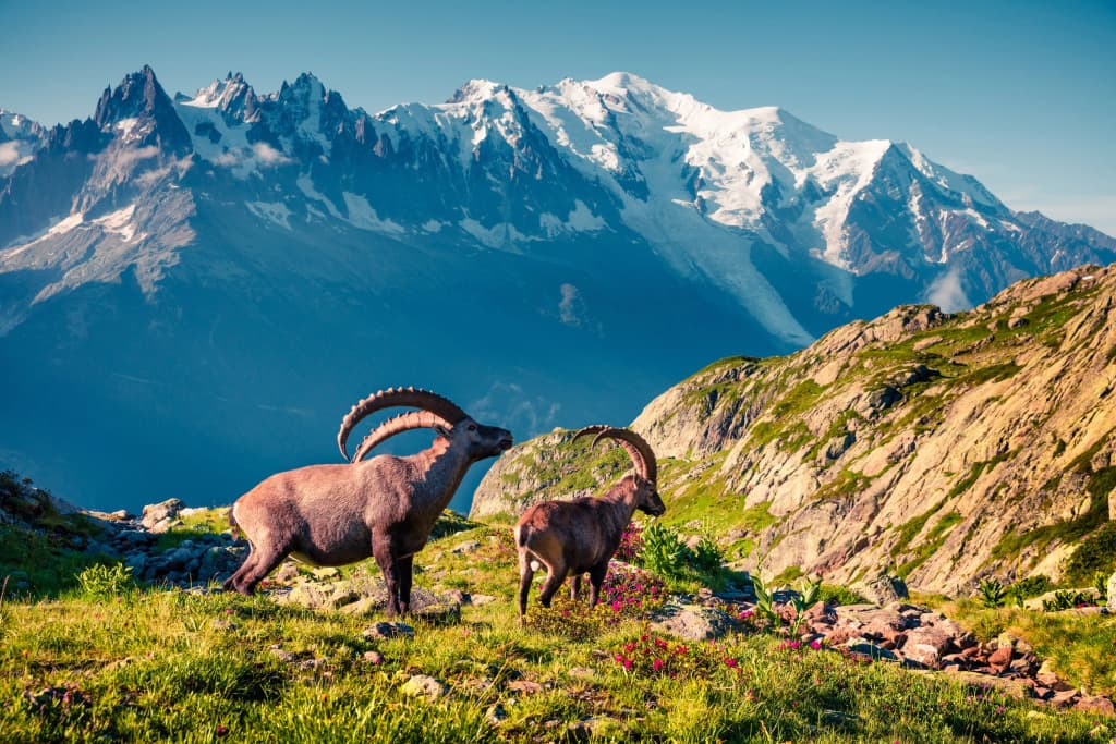 Chamonix Sud - Forclaz 213 - Miniature 8