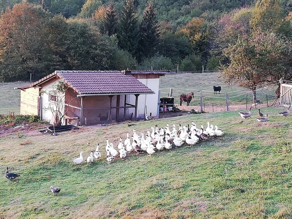Ferme auberge à la colline - Miniature 7