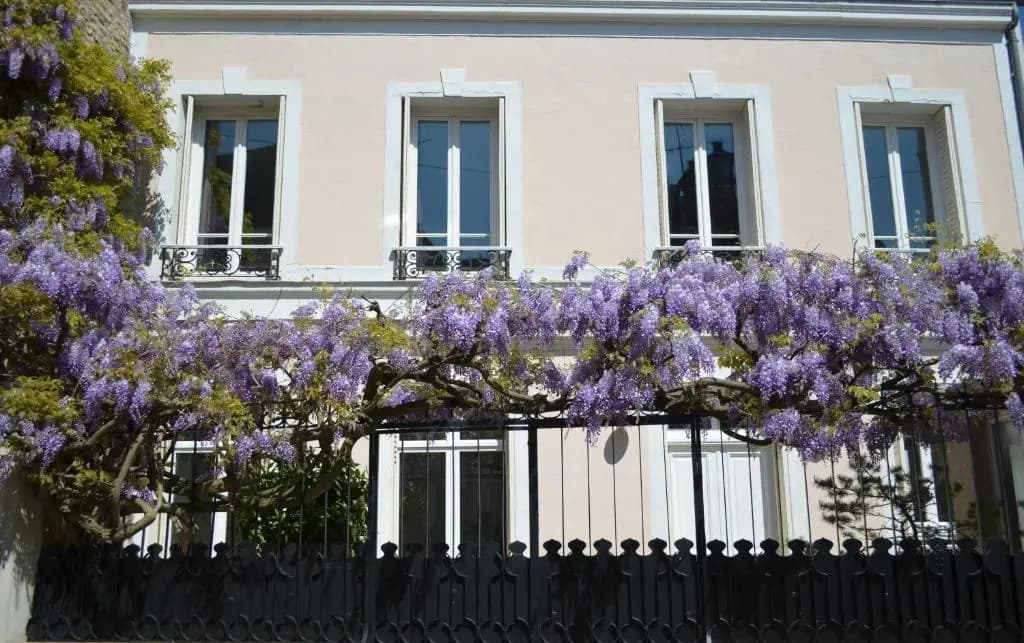 Wisteria - Photo 1