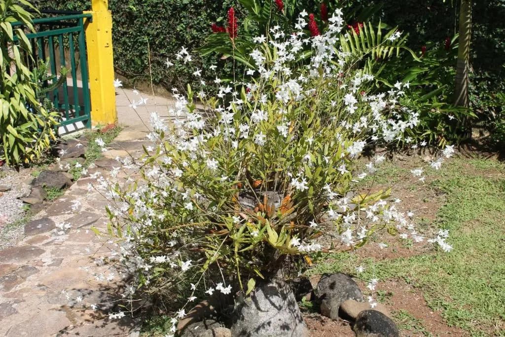 Villasticreole - Photo 5