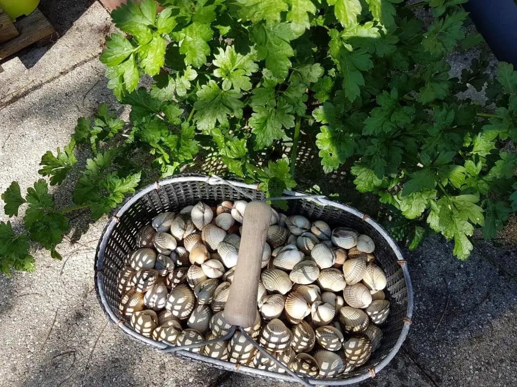 Les Gravelots (Adults Only) - Miniature 8