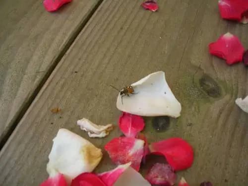Rives Nature Campsite - Photo 5