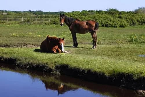 Le Lys des Sables - Photo 3