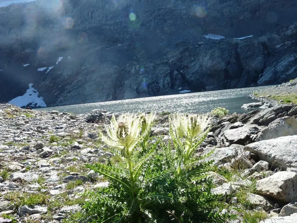 Le Perce Neige - Photo 2