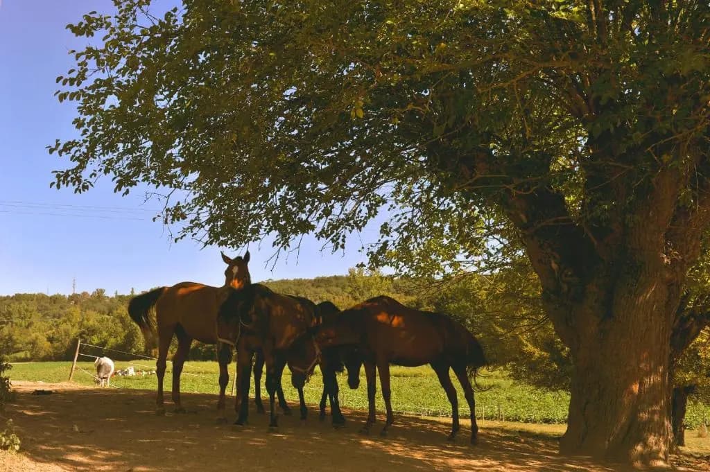 Domaine De Belcayre - Photo 5