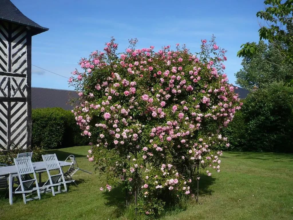Manoir du Poirier de Chio - Photo 4