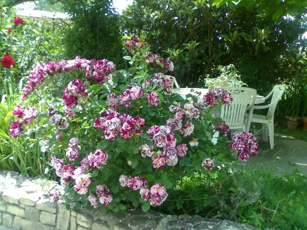 PROVENCE, SOLEIL ET LUBERON !!! Coin jardin 3 Lits 2 Chambres 80 m2 - Miniature 7