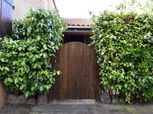 Appartement Gruissan, 4 pièces, 6 personnes - FR-1-229-80 - Miniature 6