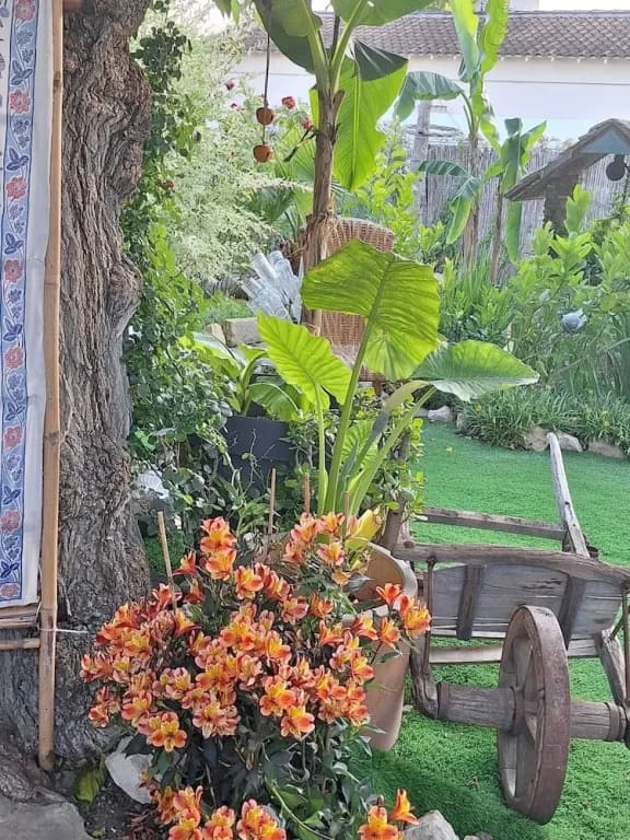 paradis colibri - Miniature 7