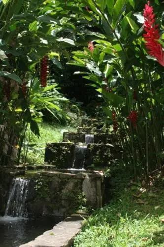 Les Cycas - Photo 3