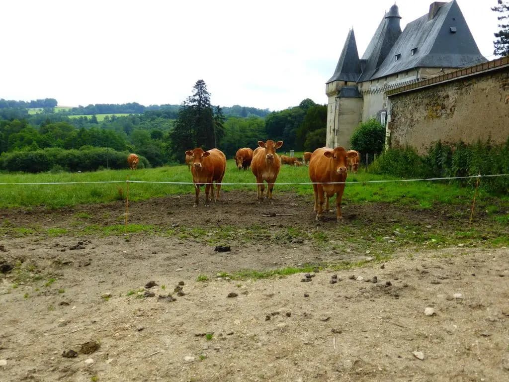 Château de Mavaleix - Miniature 6