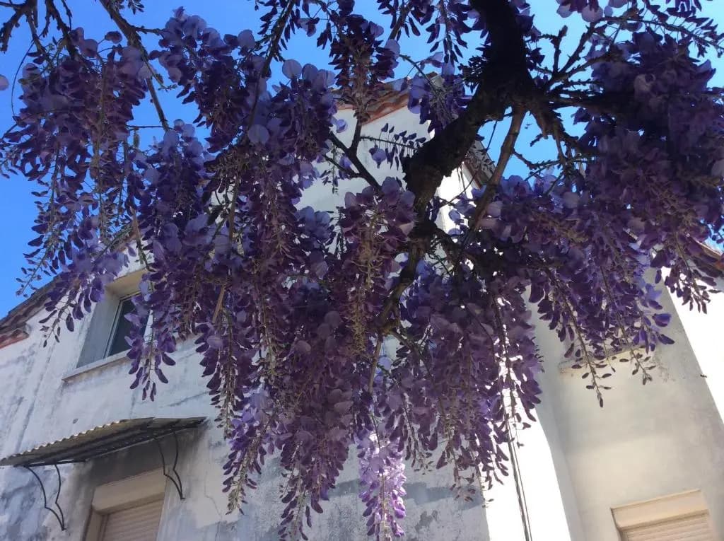 Auberge de la Tour - Photo 1