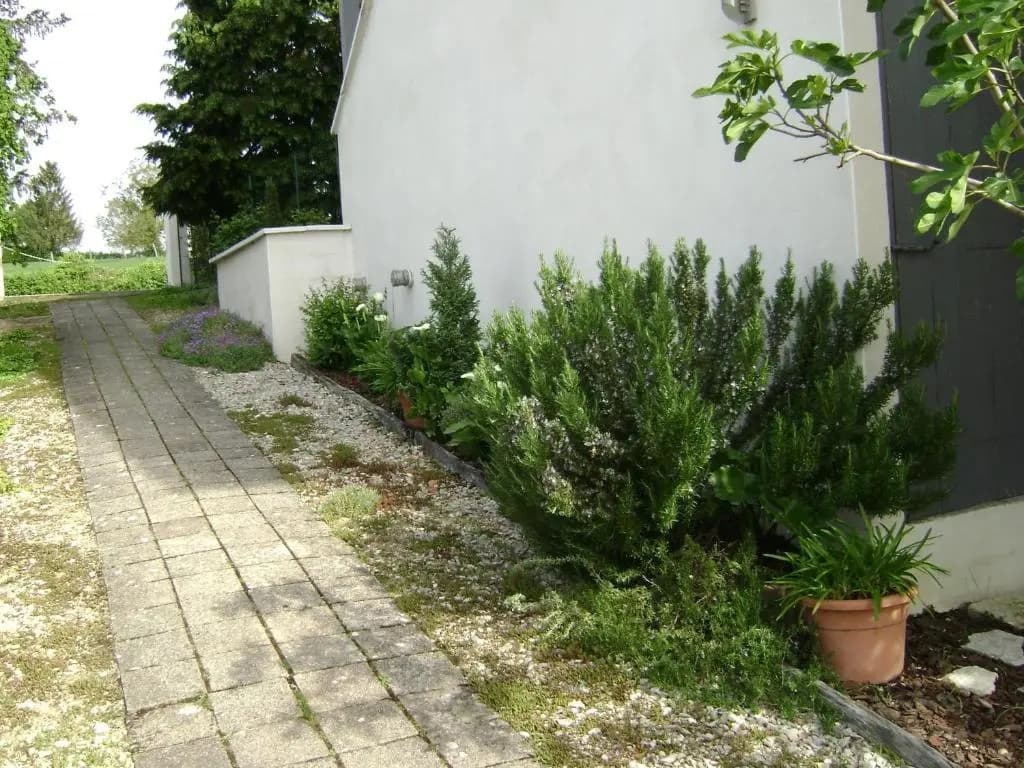 Les Petunias - Photo 4