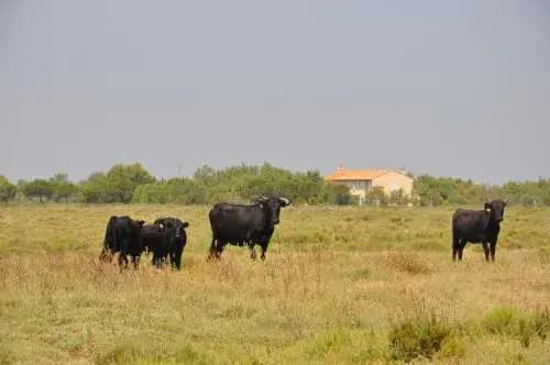 Gite Du Mas Bardouine - Photo 1