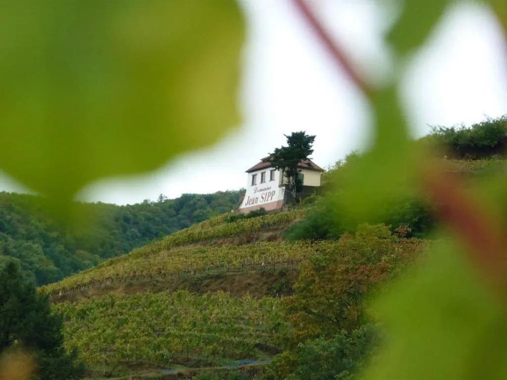 Domaine Jean Sipp - Photo 3