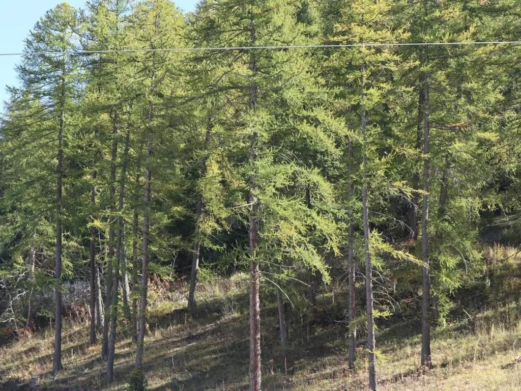 Appartement Les Orres, 2 pièces, 6 personnes - FR-1-322-446 - Photo 2