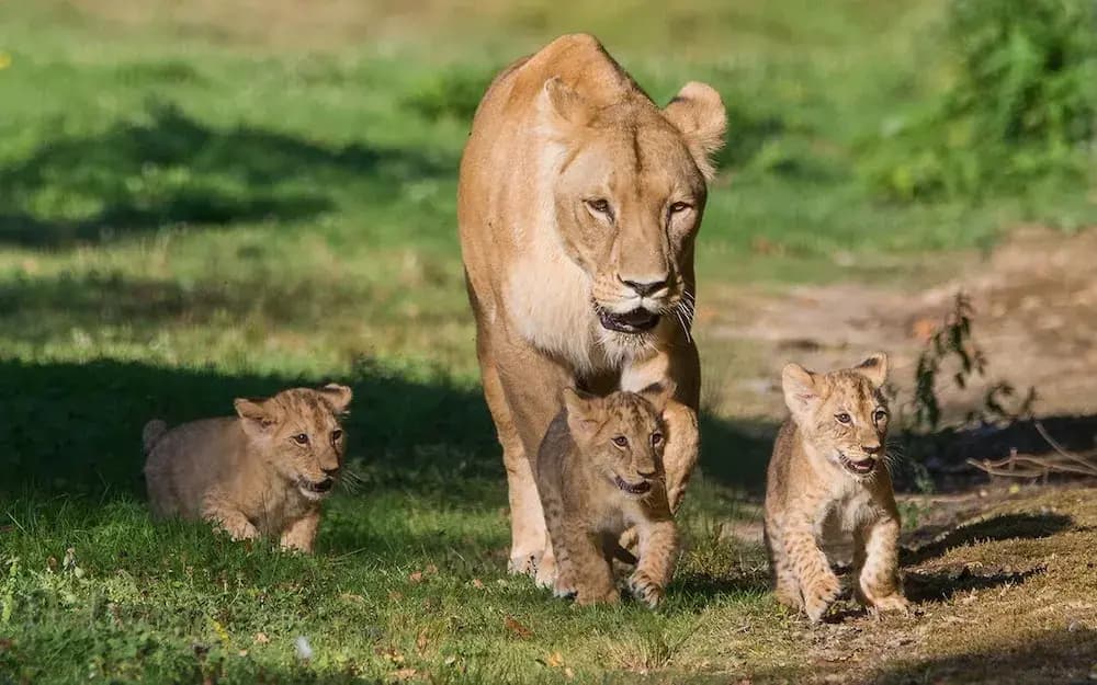 Le royaume des Lions - Photo 2
