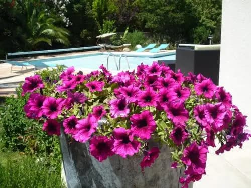 Villa De La Garriguette - Photo 2