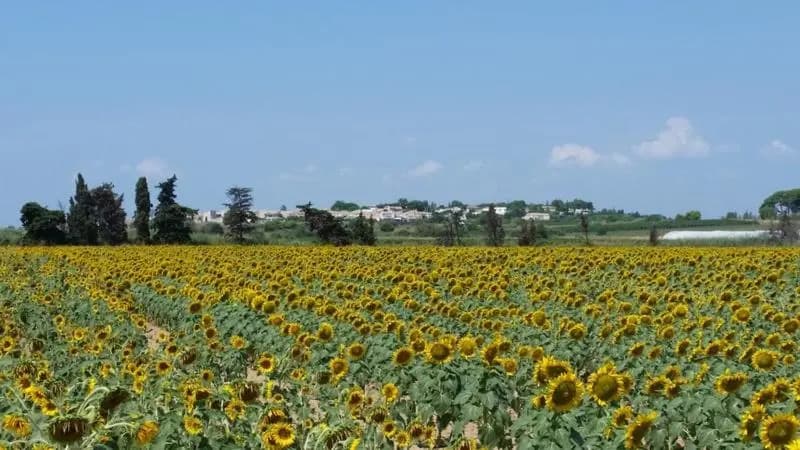 Villa Manet Portiragnes - Photo 2