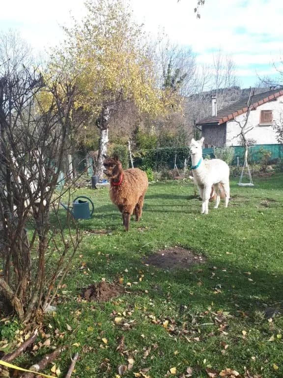 GITE "LES GILLES" ET SES ANIMAUX CALME-BON AIR - 5 personnes - Photo 3