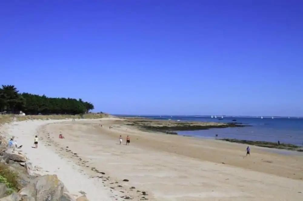 Goéland Argenté - Photo 4