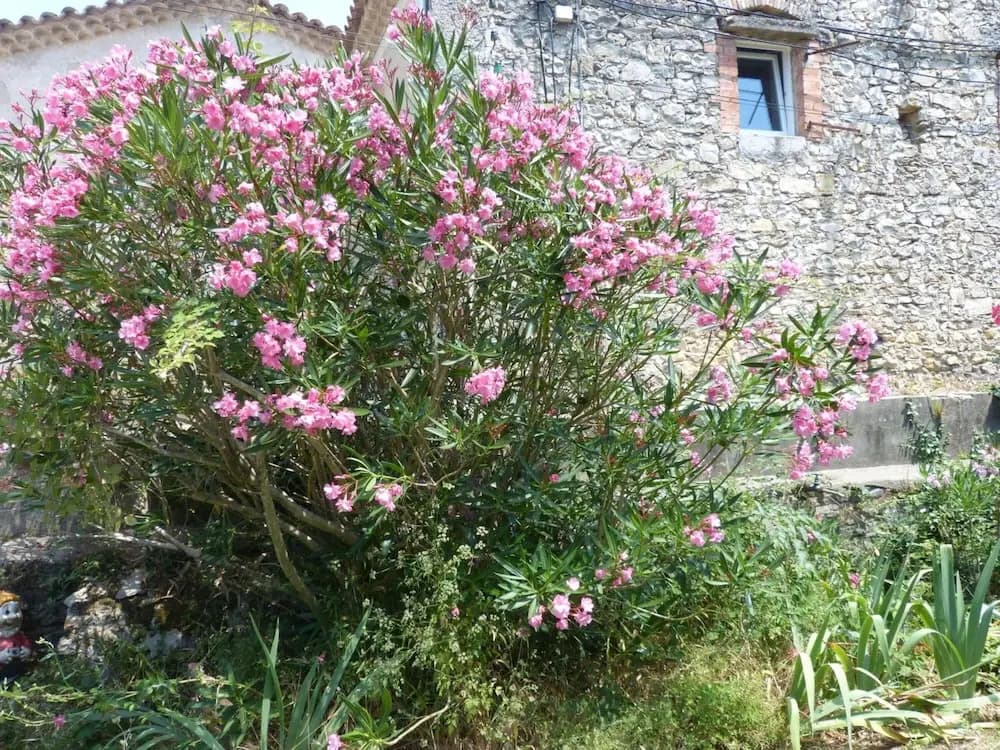 Mas Moïse - Photo 1