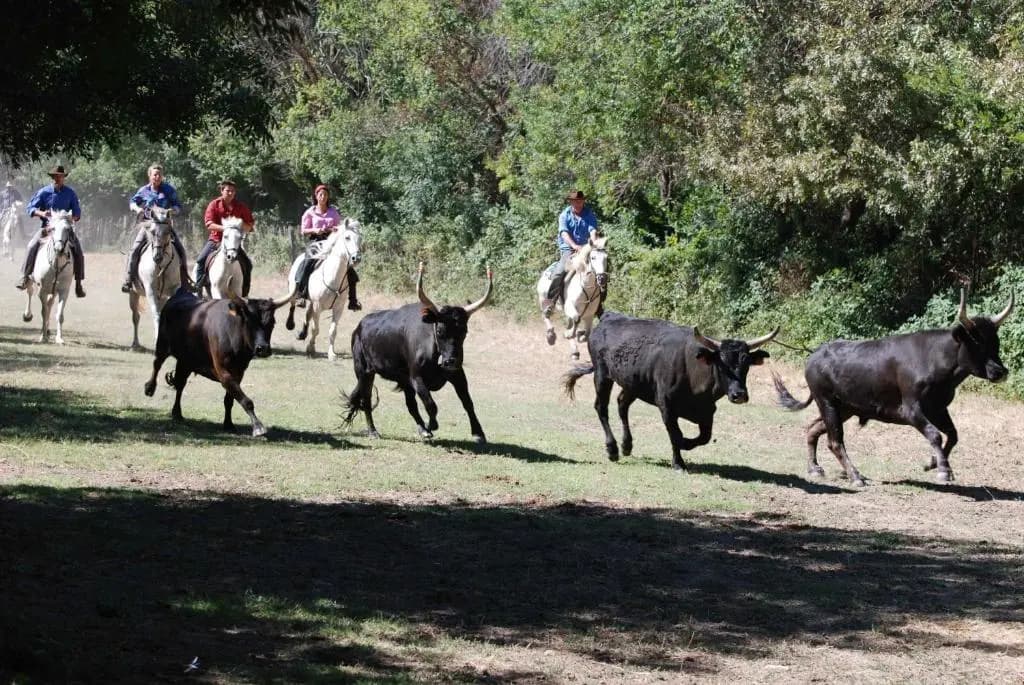 La Nanou'che (roulotte en Camargue) - Photo 3