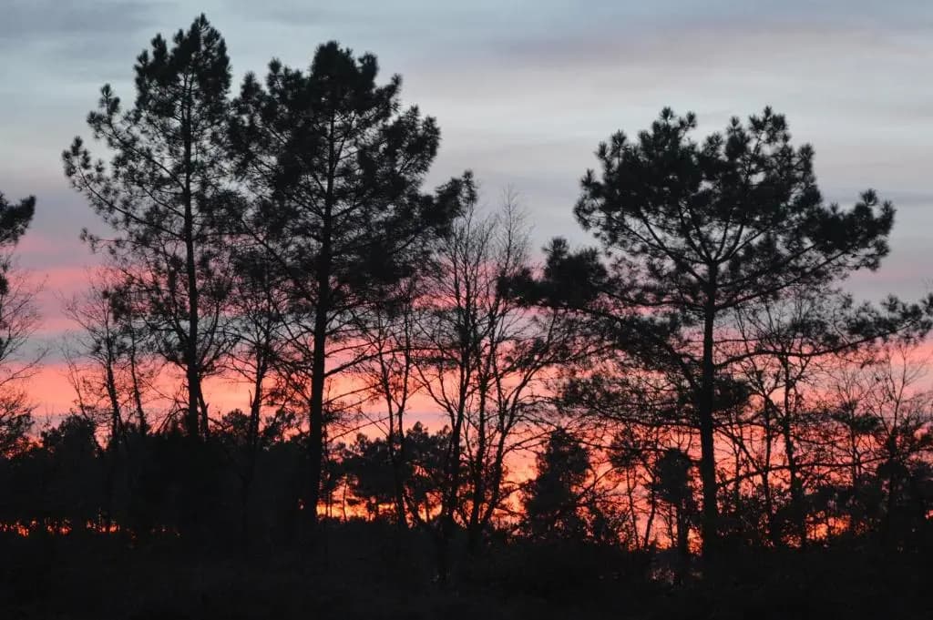 Cabane en forêt - Photo 2