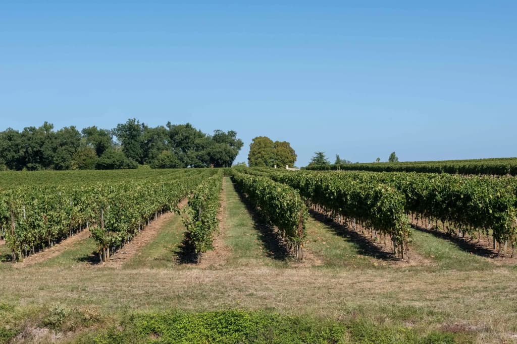 Ilot-Vignes Guest House - Photo 5