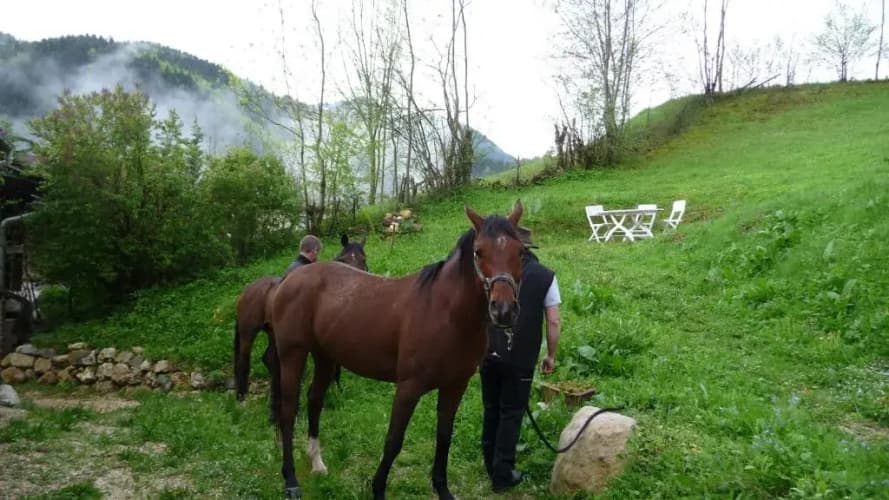La Chouette à l'heure du Pinson