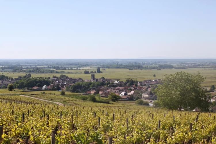 Ces Jours À Pommard