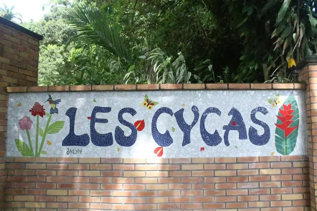 Les Cycas - Photo 1