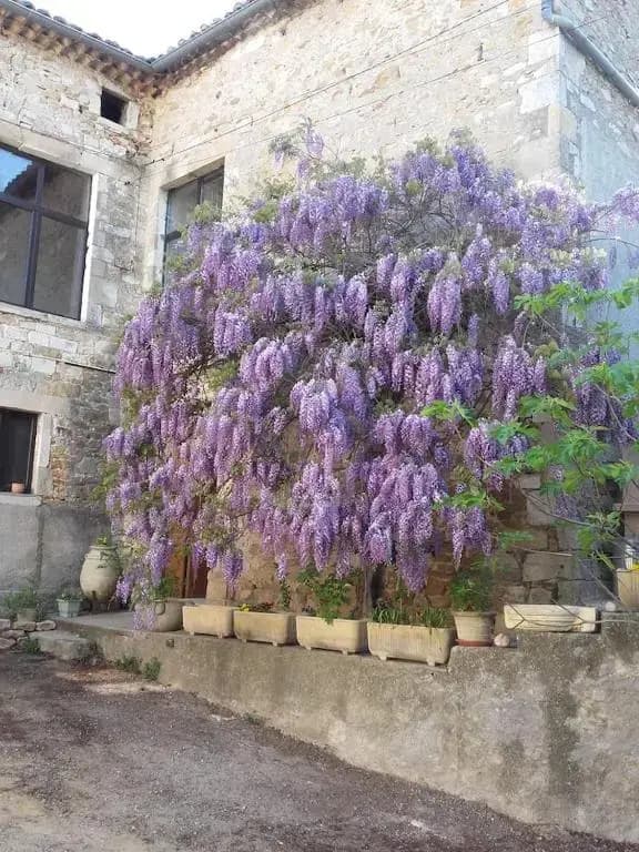 Petit appart dans dépendance château Salavas - Photo 1