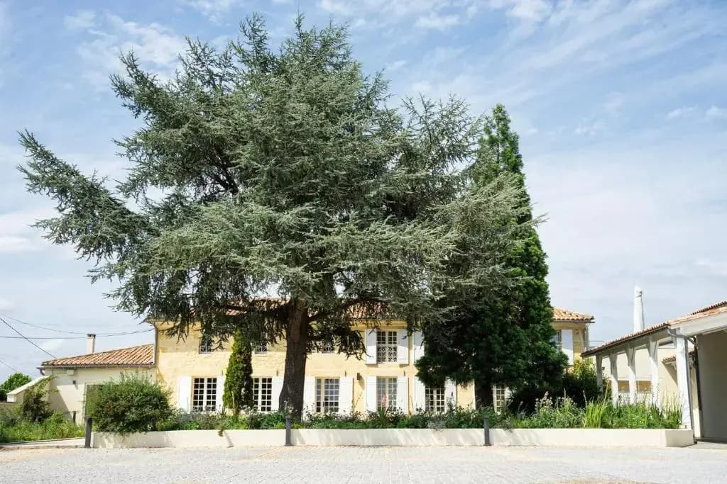 Château Haut-Brisson - Photo 1