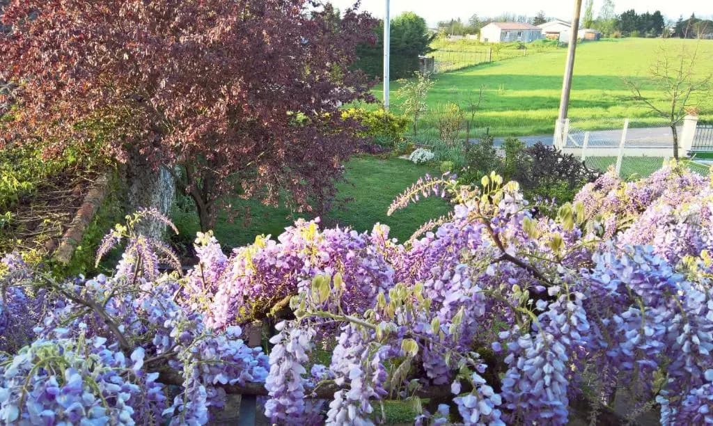 Les Glycines B&B Apartment - Photo 1