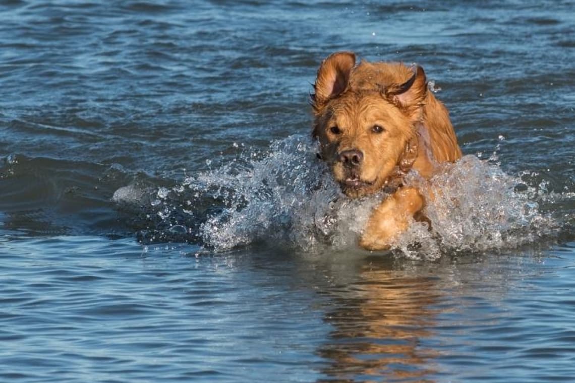Dog Beach – Plage de la Seyne-sur-mer