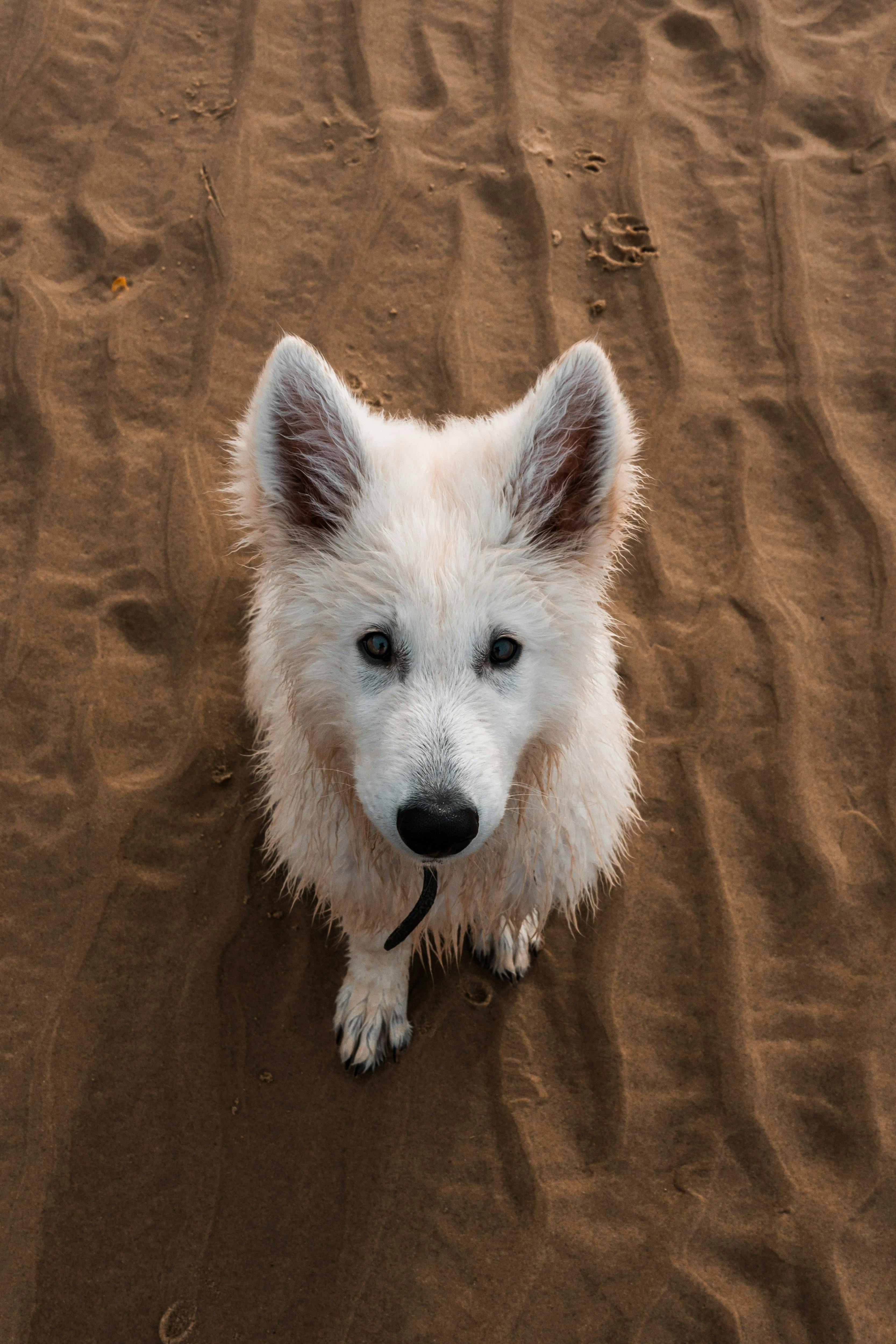 Chien à la plage